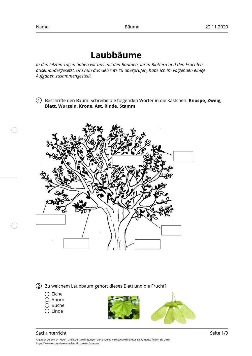 Arbeitsblatt Bäume Sachunterricht tutory.de