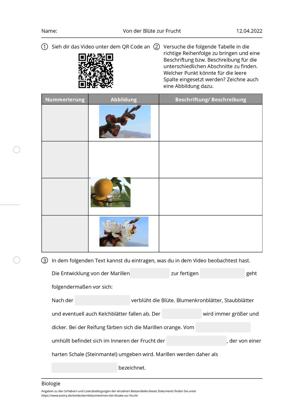 Arbeitsblatt Von der Blüte zur Frucht Biologie tutory.de