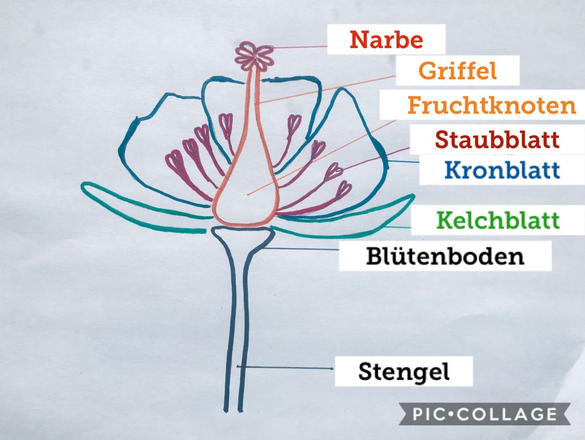 Arbeitsblatt - Aufbau Blüte - Biologie - tutory.de
