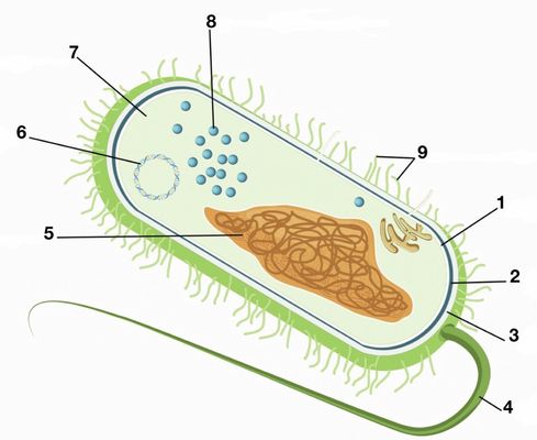 Arbeitsblatt - Informationsblatt Bakterien - Biologie - tutory.de