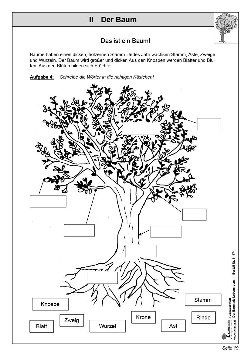Arbeitsblatt Bäume Sachunterricht tutory.de
